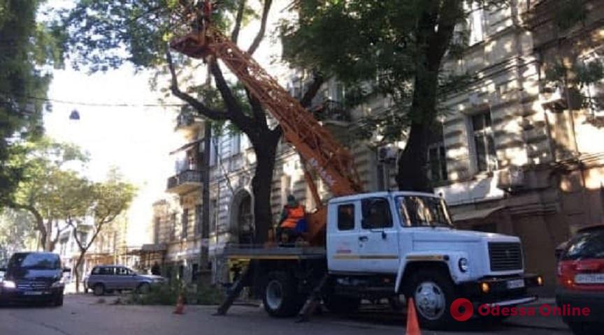 Водителей просят не парковать авто на Лейтенанта Шмидта из-за обрезки деревьев