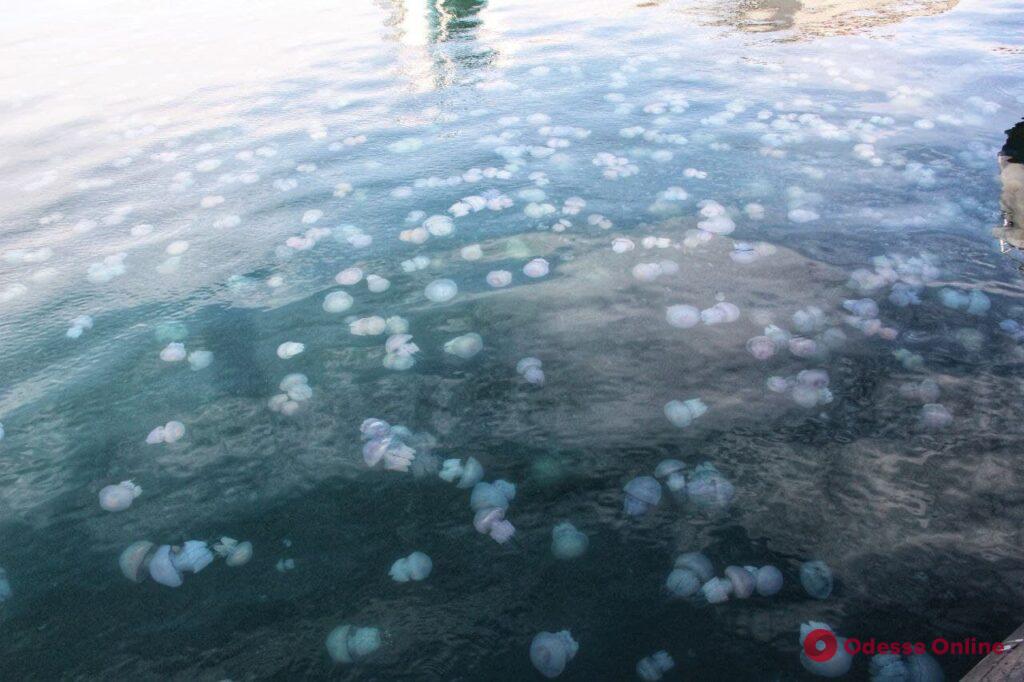 Море у берегов Одессы кишит медузами (фоторепортаж)