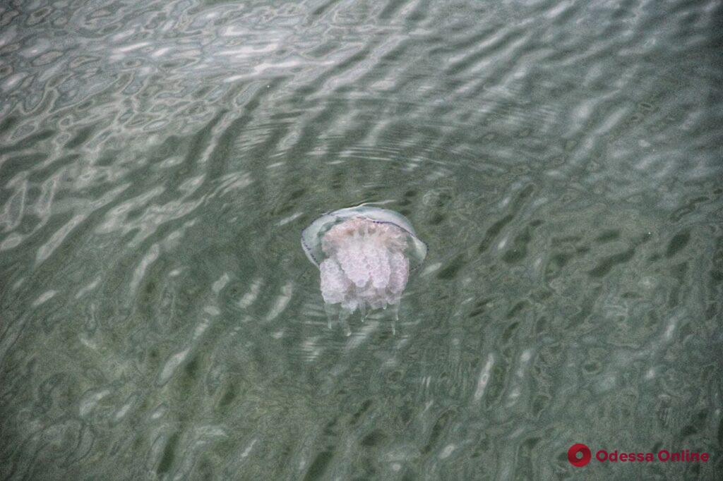 Море у берегов Одессы кишит медузами (фоторепортаж)