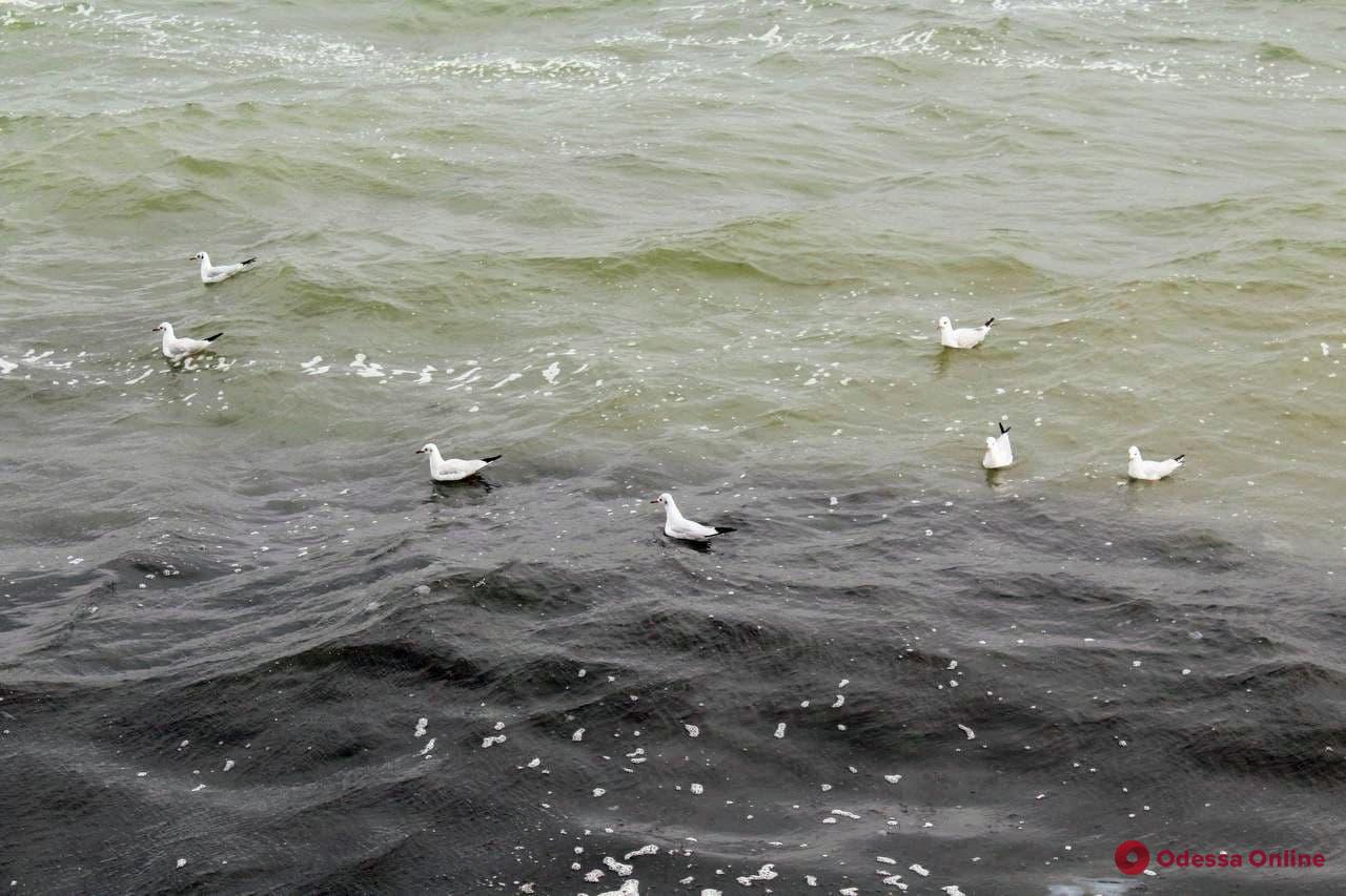 Чайки, яхты и легкий шторм: осеннее одесское море (фоторепортаж)