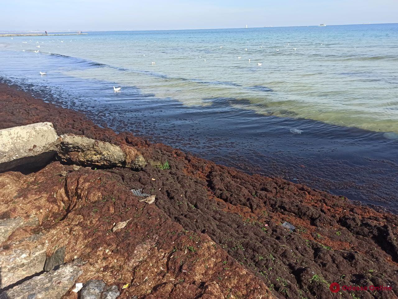 Мертвые медузы и водоросли заполонили пляжи Одессы