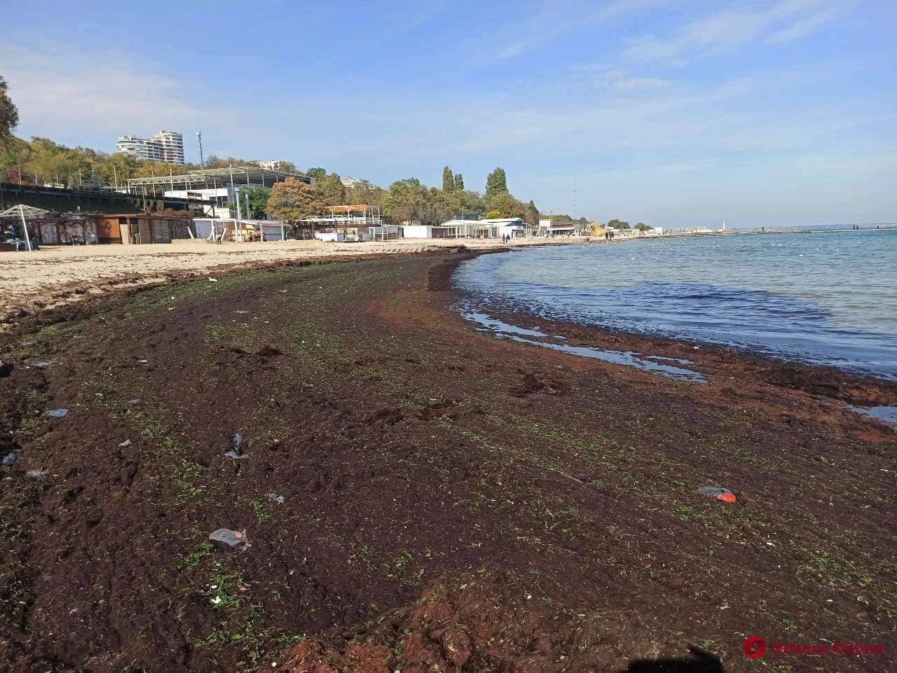 Мертвые медузы и водоросли заполонили пляжи Одессы