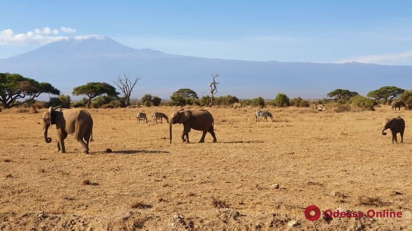 Наши в Кении: слоны, жирафы, бегемоты и Килиманджаро в объективе одессита (экзотический фоторепортаж)