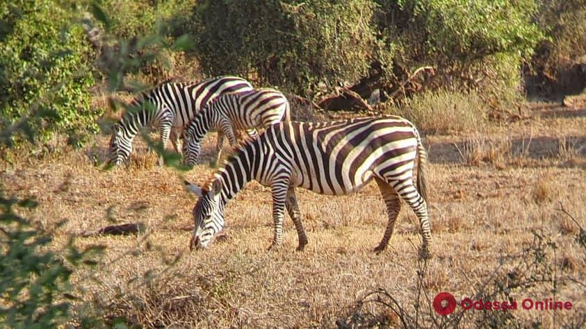 Наши в Кении: слоны, жирафы, бегемоты и Килиманджаро в объективе одессита (экзотический фоторепортаж)