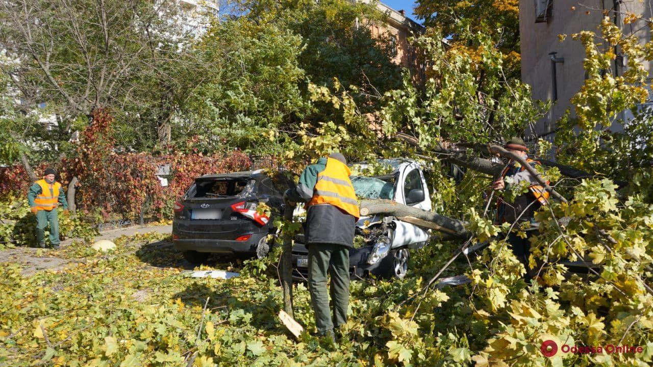 На Французском бульваре упавшее дерево придавило пять авто – пострадал мужчина (фото)