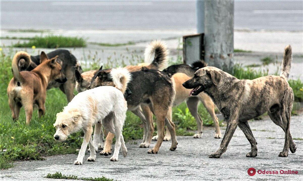 В Одессе полицейские обнаружили труп мужчины со следами зубов животных