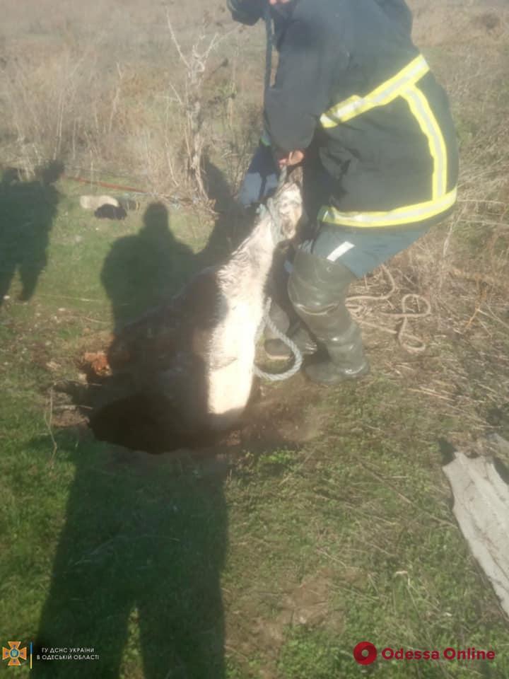 В Лощиновке Измаильского района спасатели из ямы вытащили козу