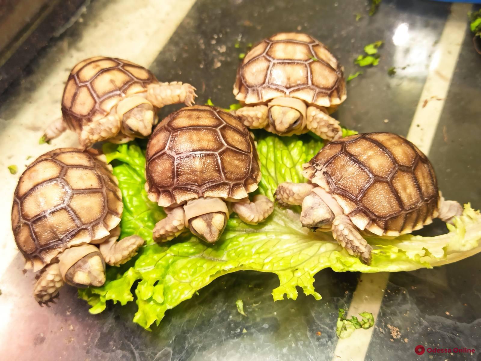 В Одесском зоопарке вылупились детеныши наземной черепахи (фото, видео)