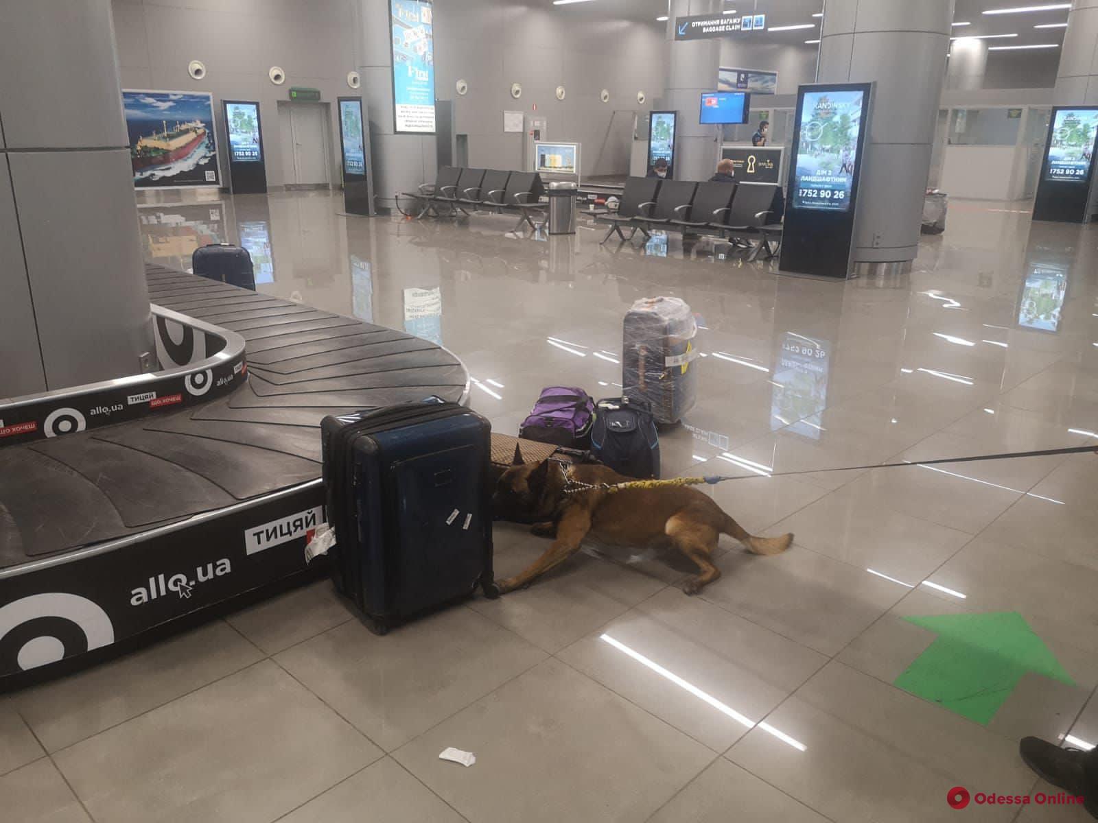 Пес Боцман нашел наркотики в Одесском аэропорту