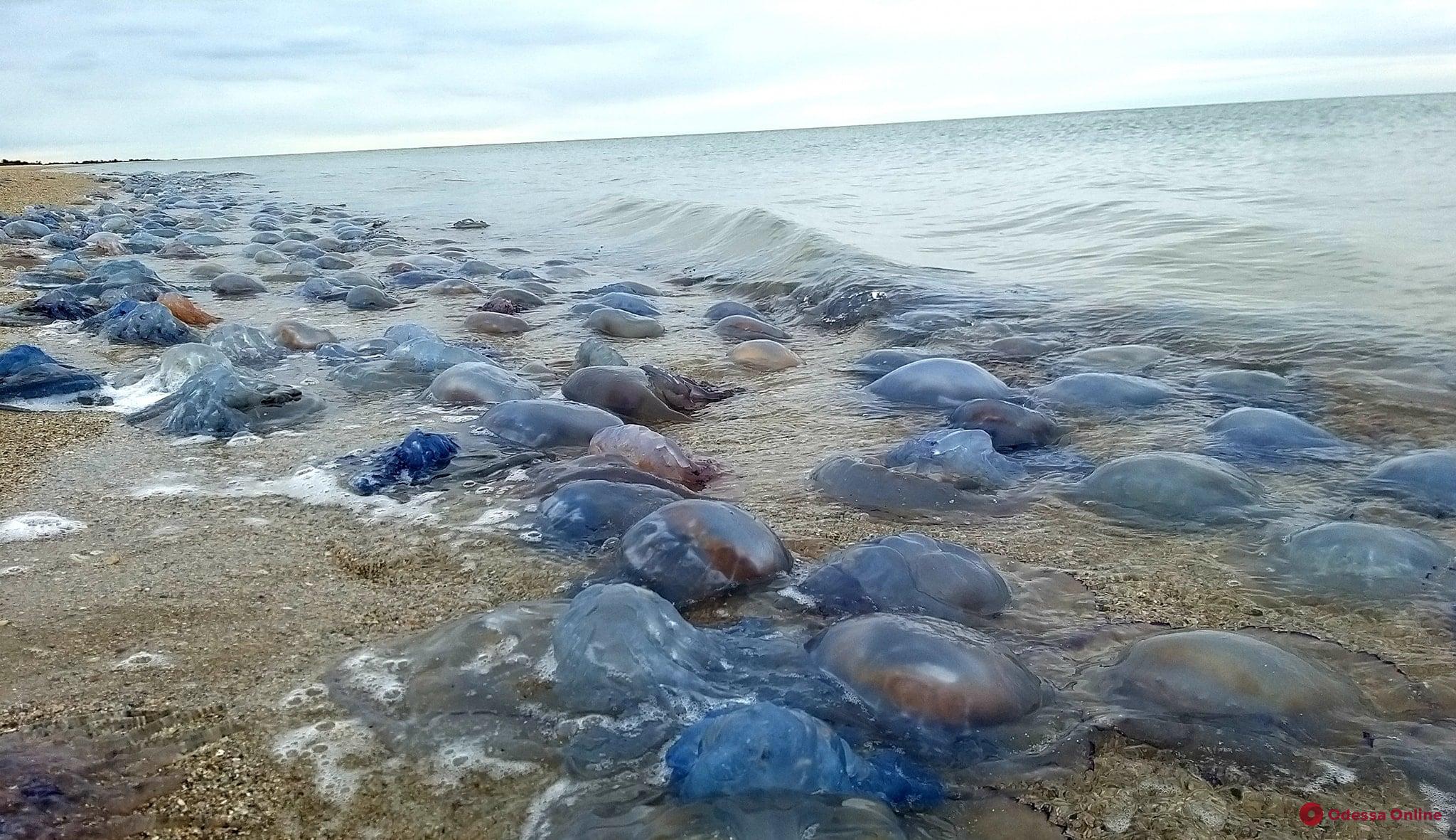 В Нацпарке «Тузловские лиманы» на берег выбросило около миллиона корнеротов (фото)