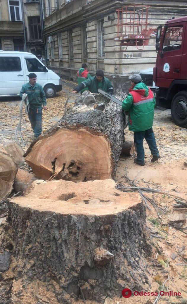 Высаживают кустарники и убирают поваленные деревья: коммунальщики занимаются озеленением Одессы