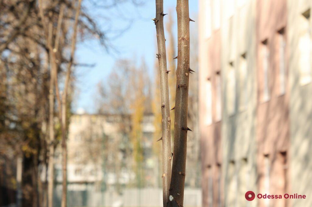 Акации вокруг «Белой акации»: возле Дворца детского творчества высадили 35 деревьев (фото)