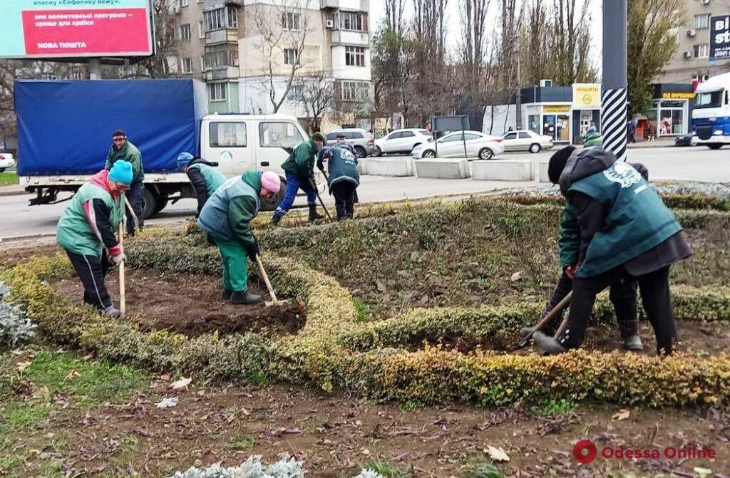На Черняховского высадят 500 кустов японской спиреи