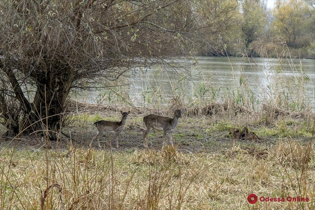 На острове в Одесской области выпустили оленей и ланей