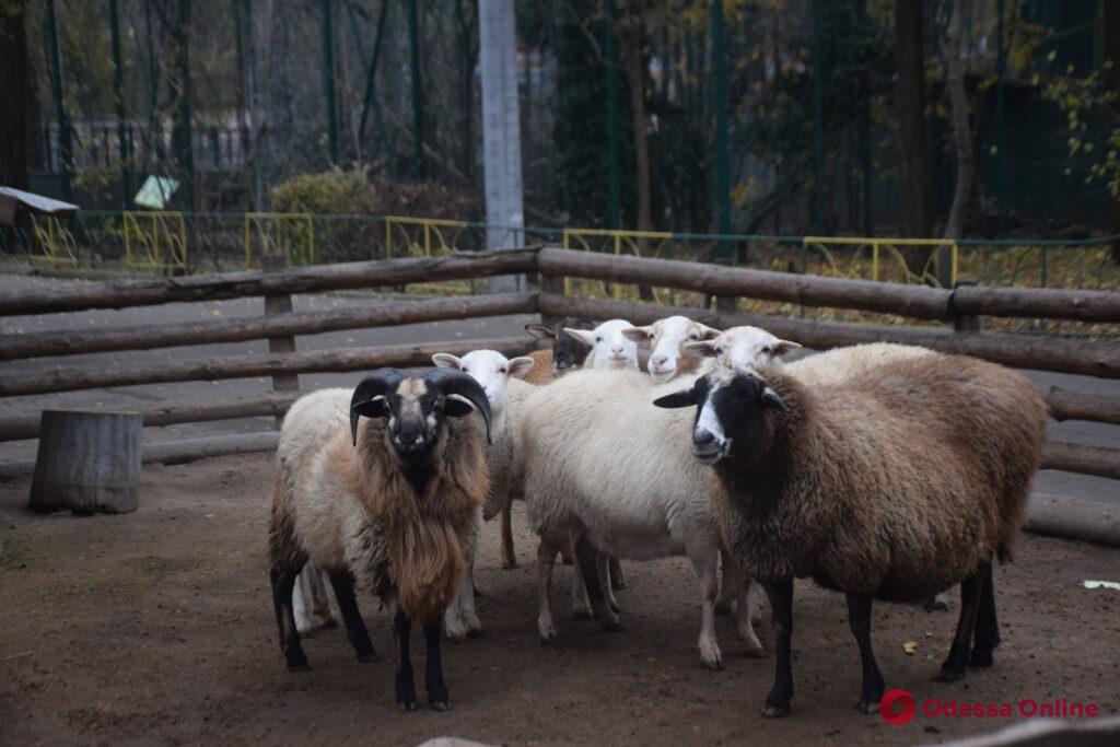 Одесский зоопарк готовится к зиме (фоторепортаж)