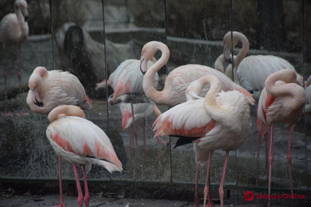 Одесский зоопарк готовится к зиме (фоторепортаж)