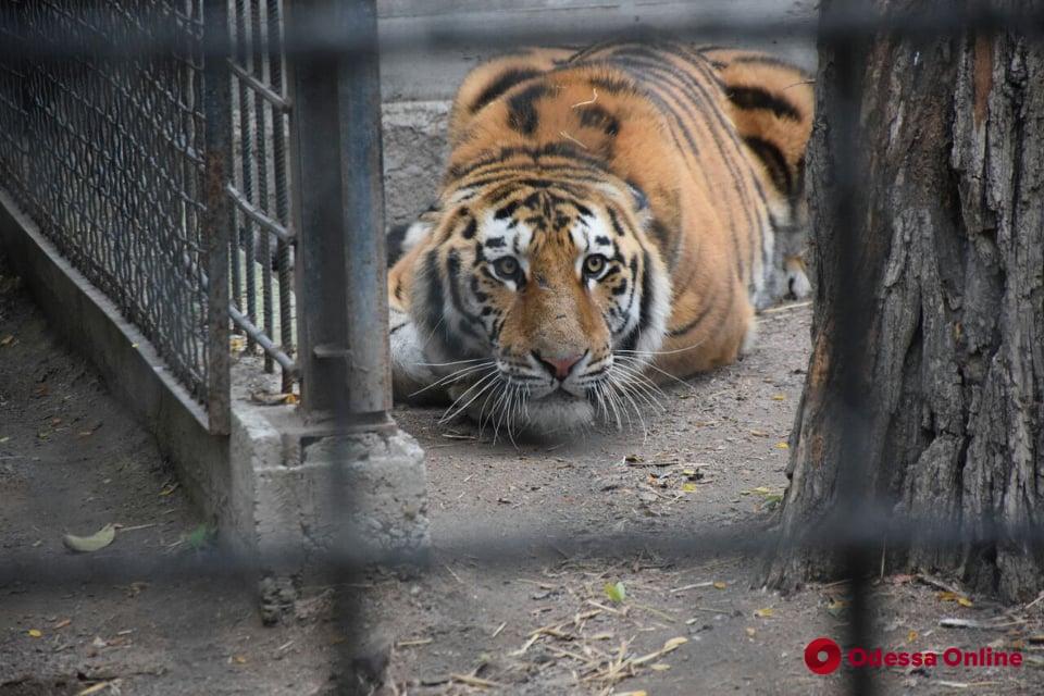 В Одесском зоопарке для амурских тигров приготовили тыквы, фаршированные мясом