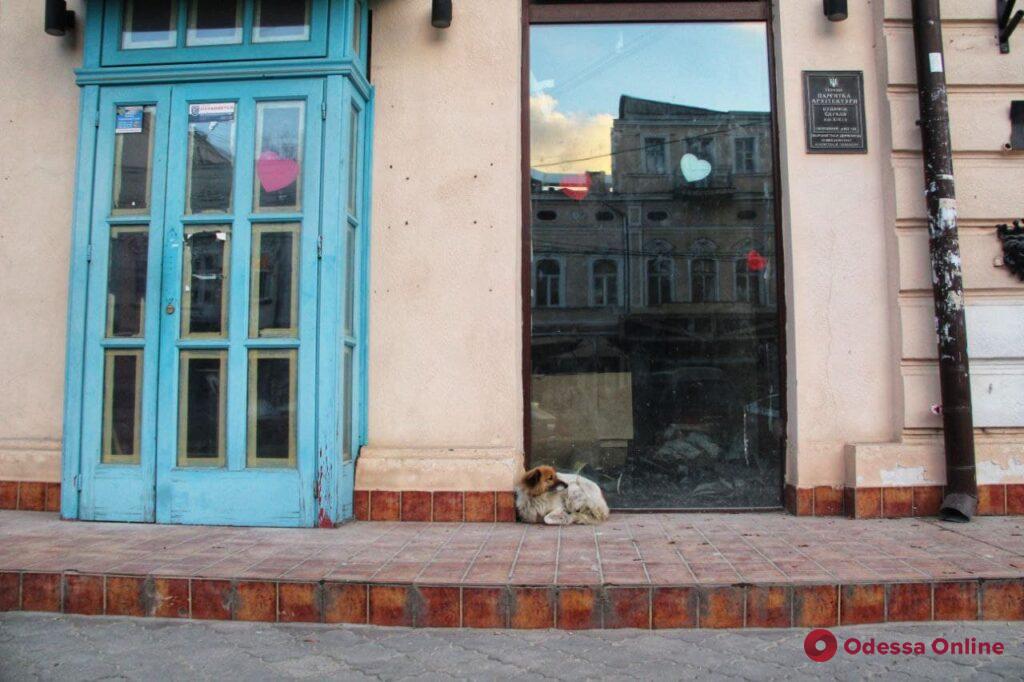 Как уличные животные в Одессе встретили первые заморозки (фоторепортаж)