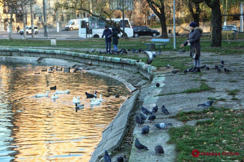 Как уличные животные в Одессе встретили первые заморозки (фоторепортаж)