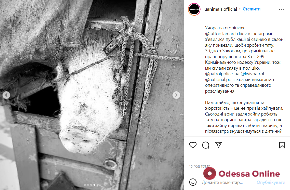Планировали ради рекламы сделать татуировку свинье: в Одессе активисты «разукрасили» тату-салон