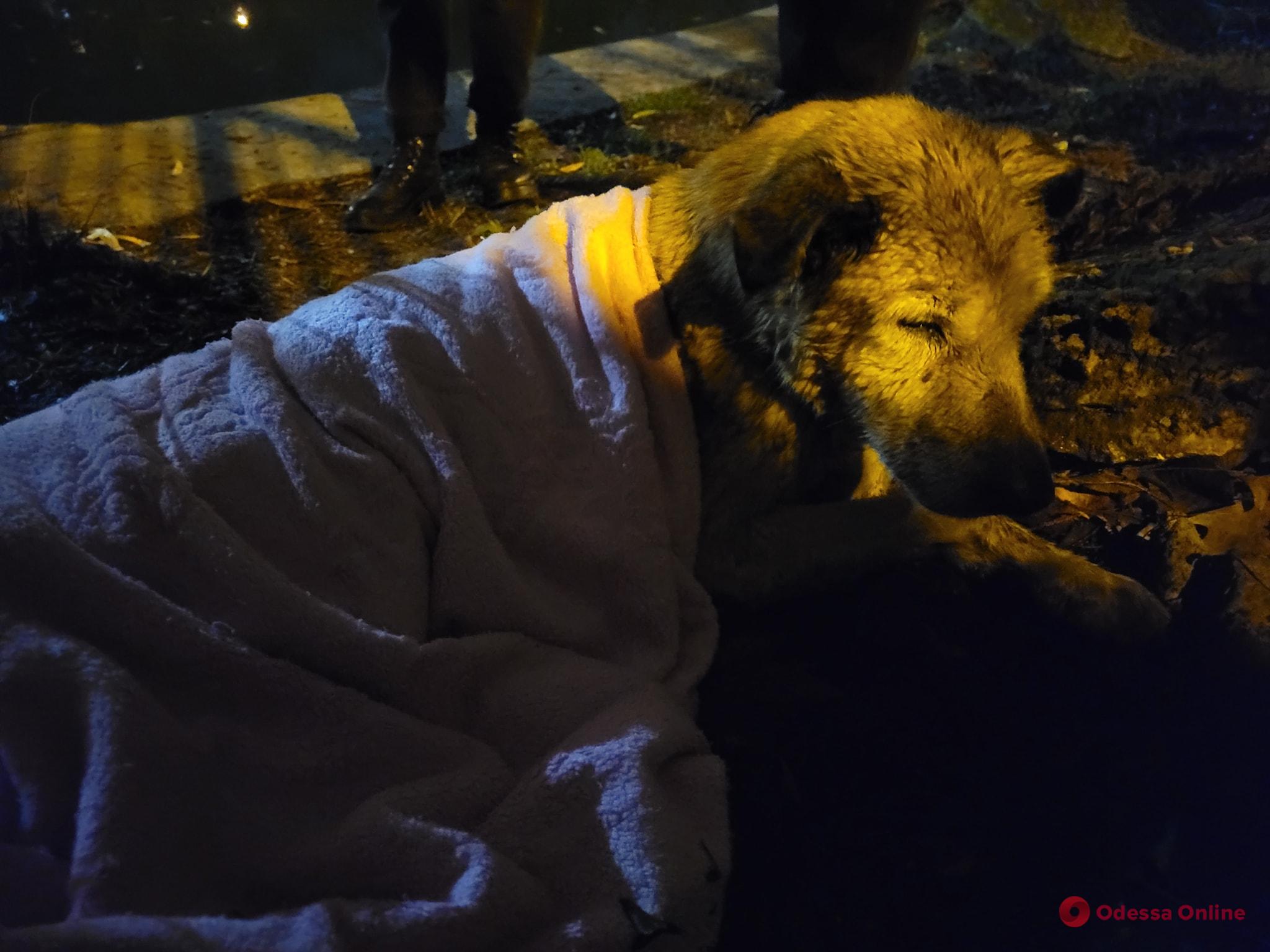 В парке Победы одесситы спасли собаку, которая упала в пруд (видео)
