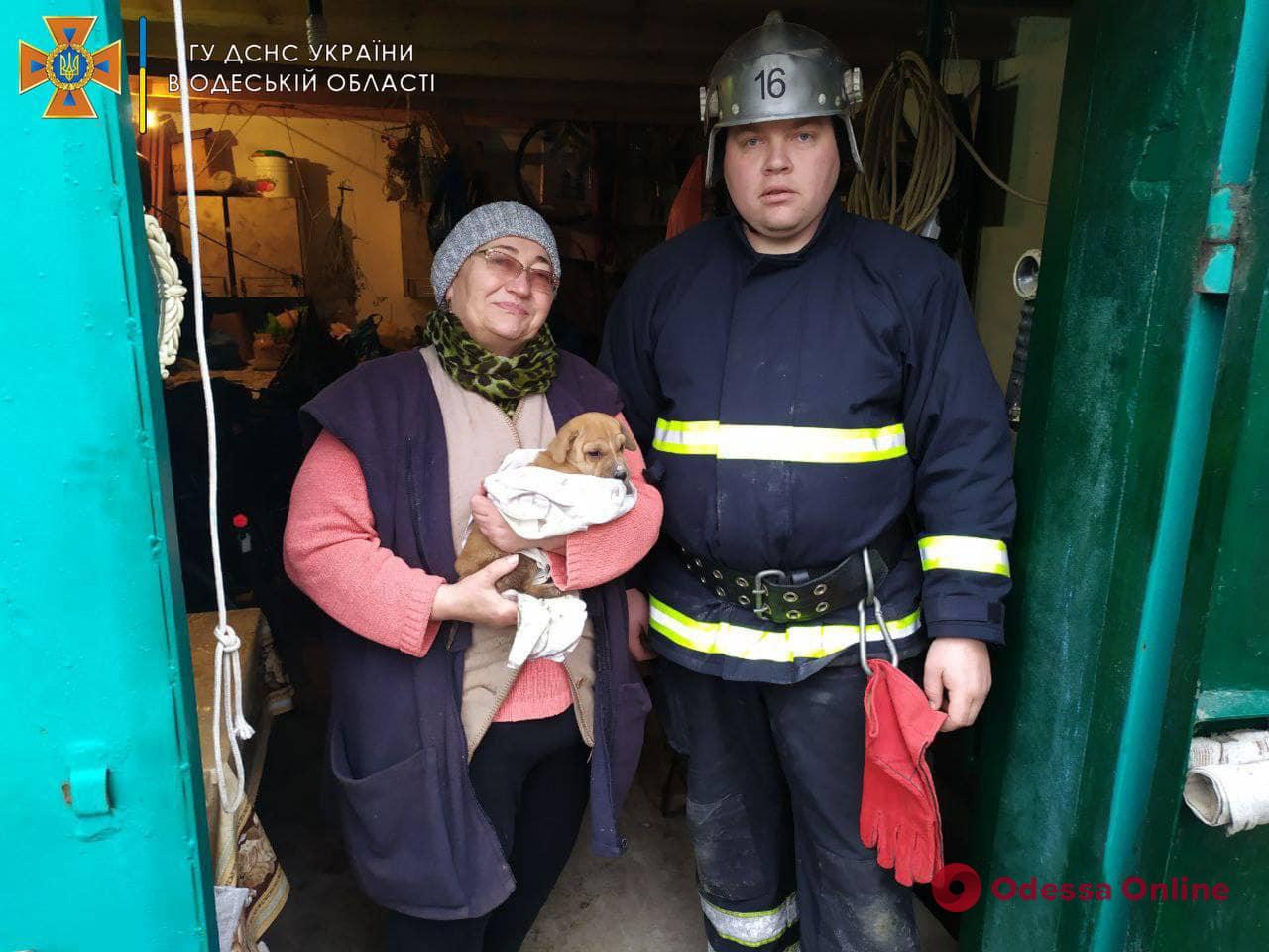 В Одесской области спасли угодившего в сливную трубу щенка (фото, видео)