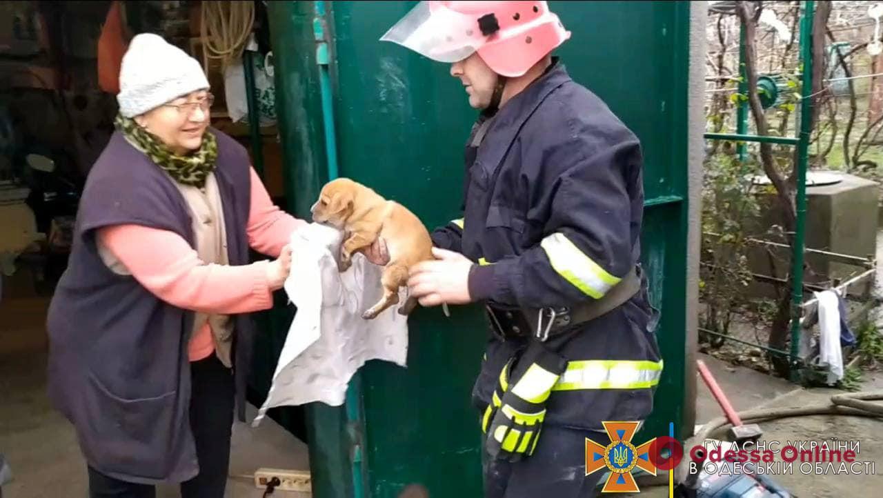 В Одесской области спасли угодившего в сливную трубу щенка (фото, видео)