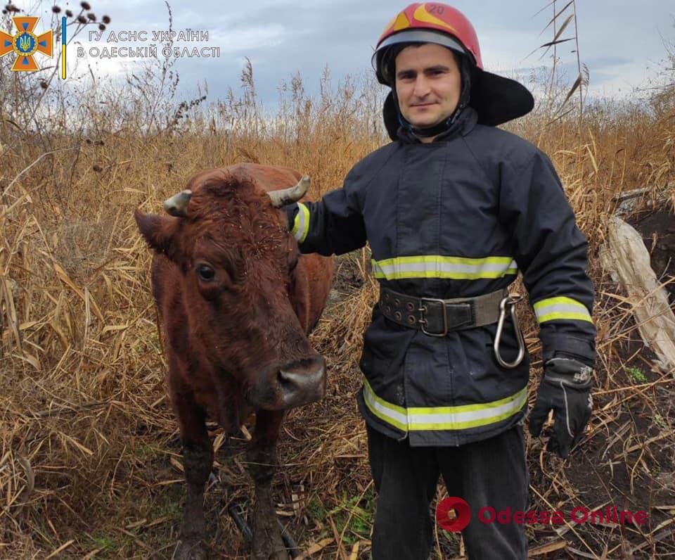 В Измаиле спасли упавшую в яму корову Зорьку (фото, видео)