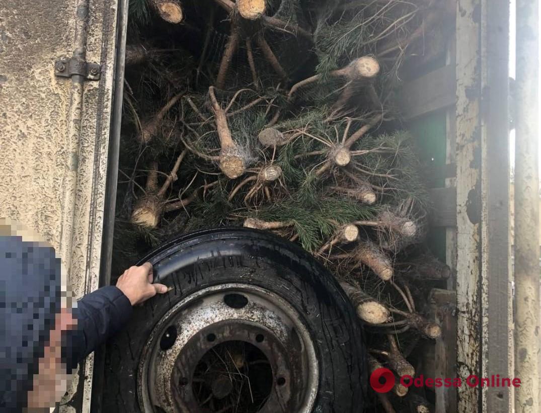 Без чипов и документов: патрульные обнаружили грузовик с нелегальными елками