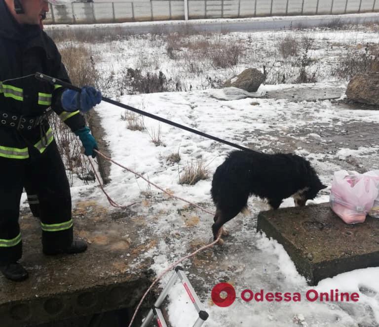 В Белгороде-Днестровском спасатели вытащили пса, провалившегося в подвал