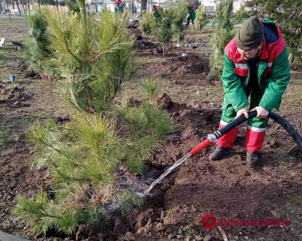 Одесские озеленители высадили 35 крупноразмерных сосен на Фонтане