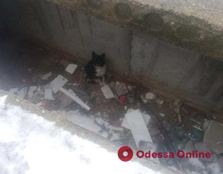 В Белгороде-Днестровском спасатели вытащили пса, провалившегося в подвал
