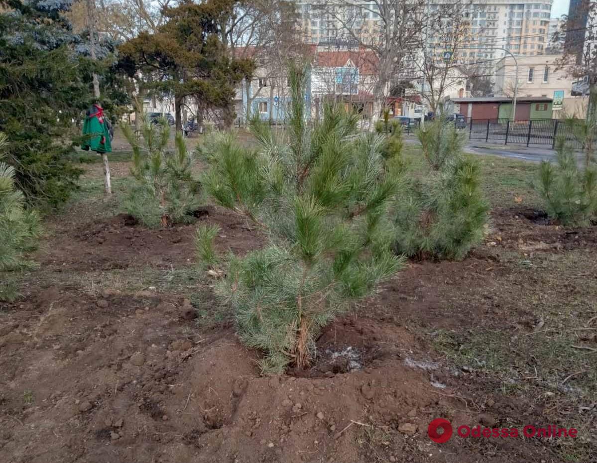 Одесские озеленители высадили 35 крупноразмерных сосен на Фонтане