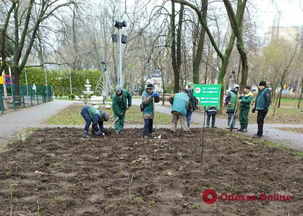 В парке Шевченко появится «зеленый тоннель» из грабов