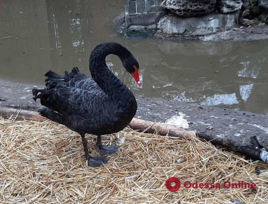 Одесский зоопарк приютил спасенного черного лебедя