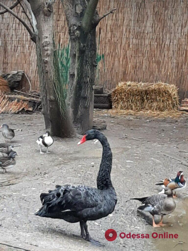 Одесский зоопарк приютил спасенного черного лебедя