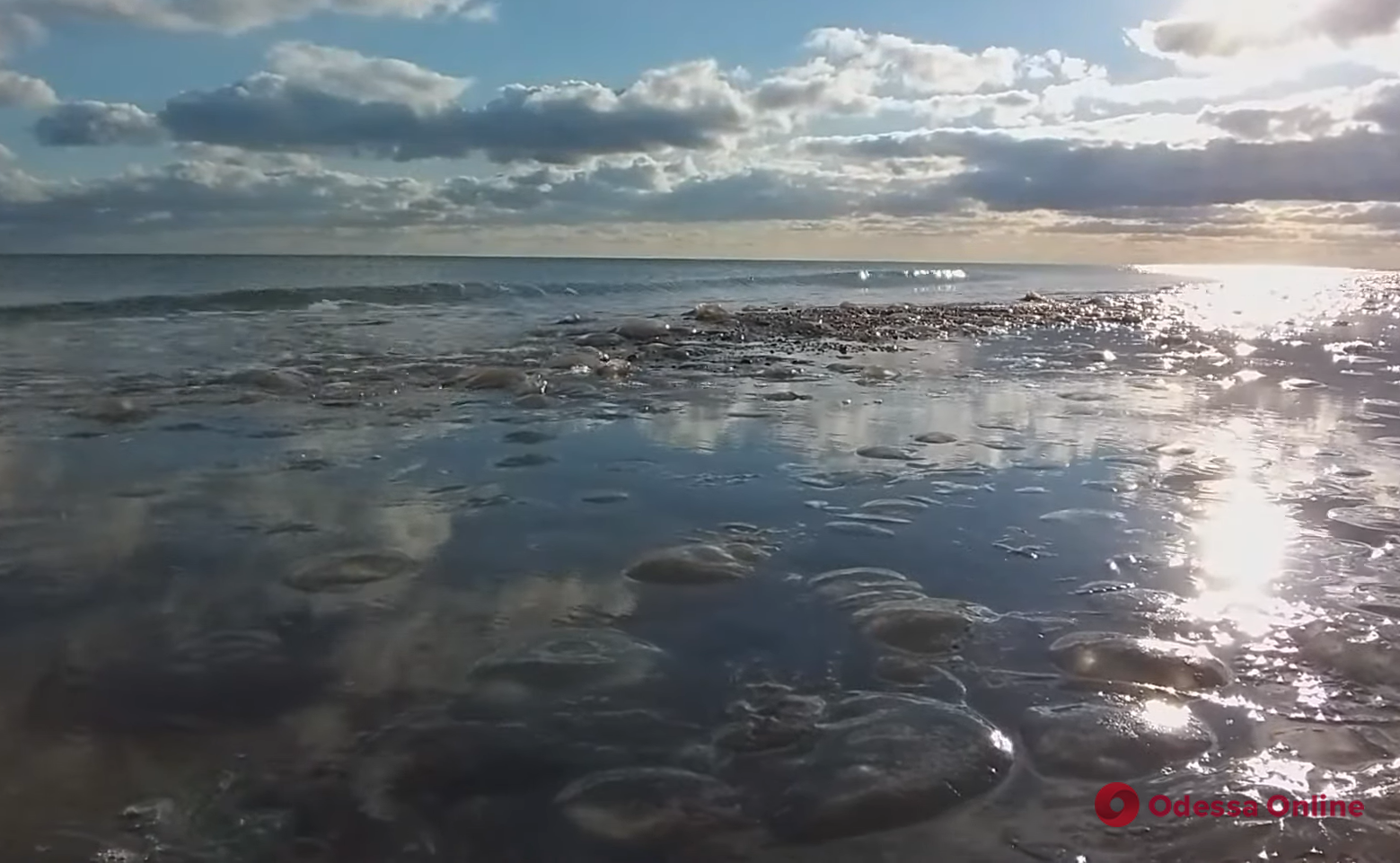 В Одесской области на берег выбросило сотни тысяч медуз