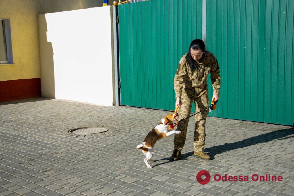 Охранять границу в Одесской области будет бигль Джинни