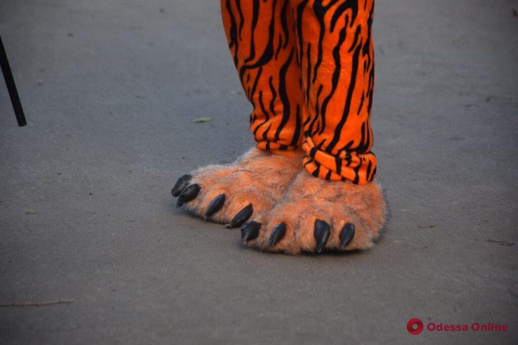 Тигр сбежал, но его поймали санитары: в Одесском зоопарке снимают новогодний клип