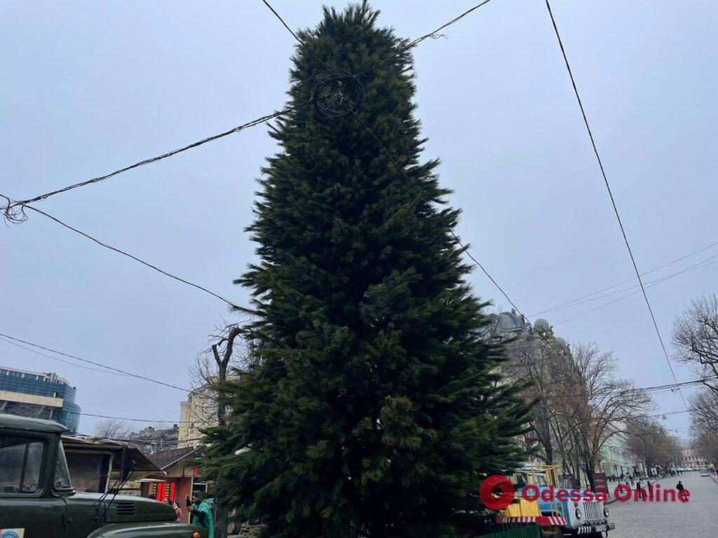 На Дерибасовской установили новогоднюю елку