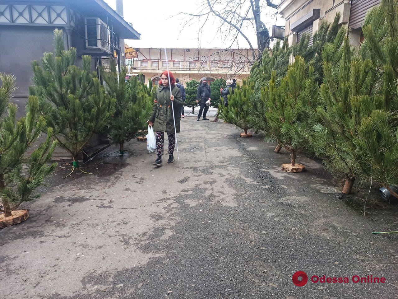 В Одессе начали торговать новогодними деревьями — цены «кусаются»