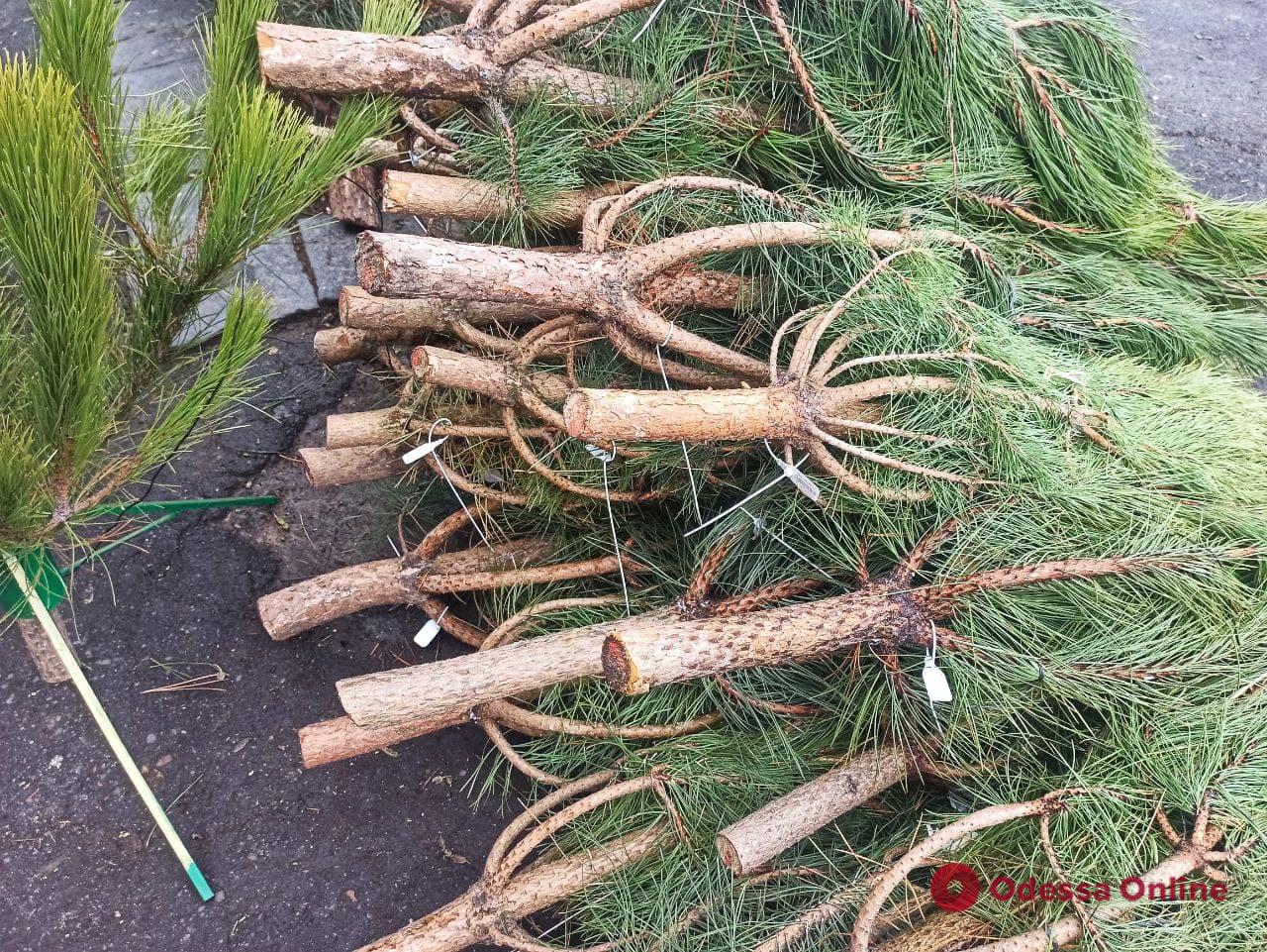 В Одессе начали торговать новогодними деревьями — цены «кусаются»