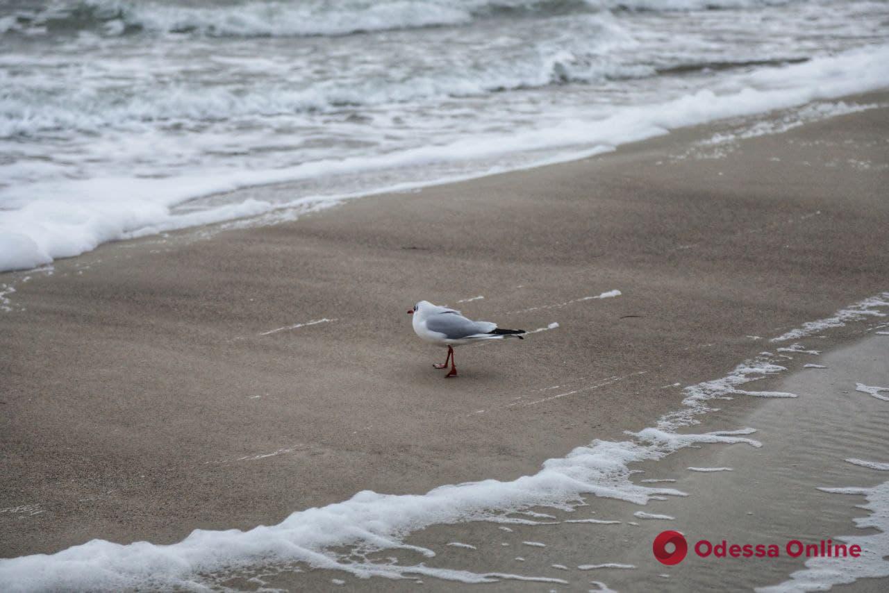 «Мина», которую прибило к берегу возле одного из пляжей Одесской области, оказалась рыбацким буем