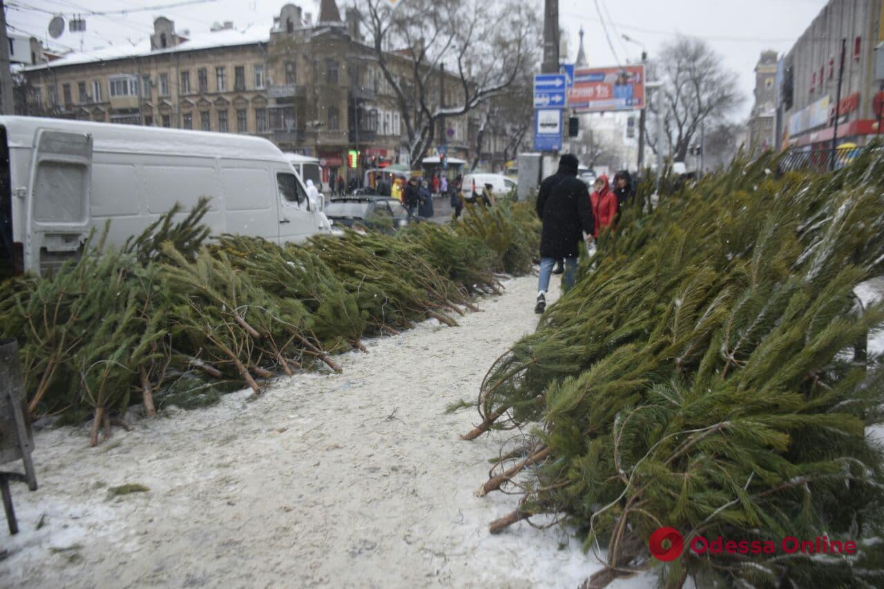 Праздник на носу: обзор цен на новогодние деревья в Одессе