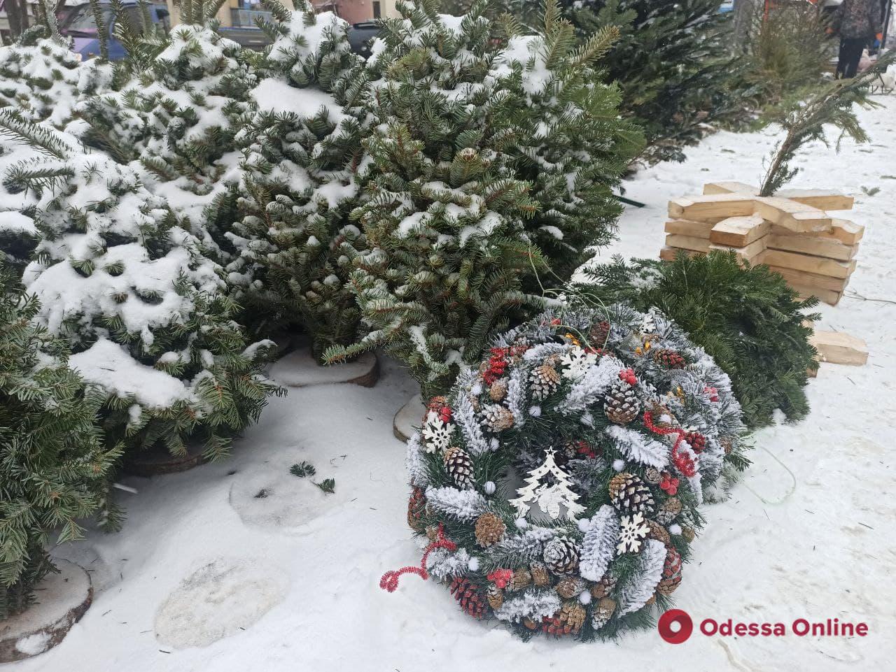 Праздник на носу: обзор цен на новогодние деревья в Одессе