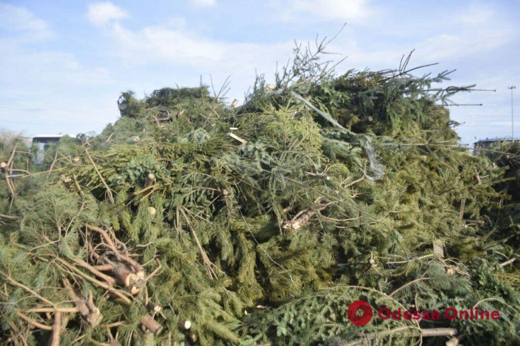 В «Горзелентресте» показали, как утилизируют брошенные на улицах Одессы елки