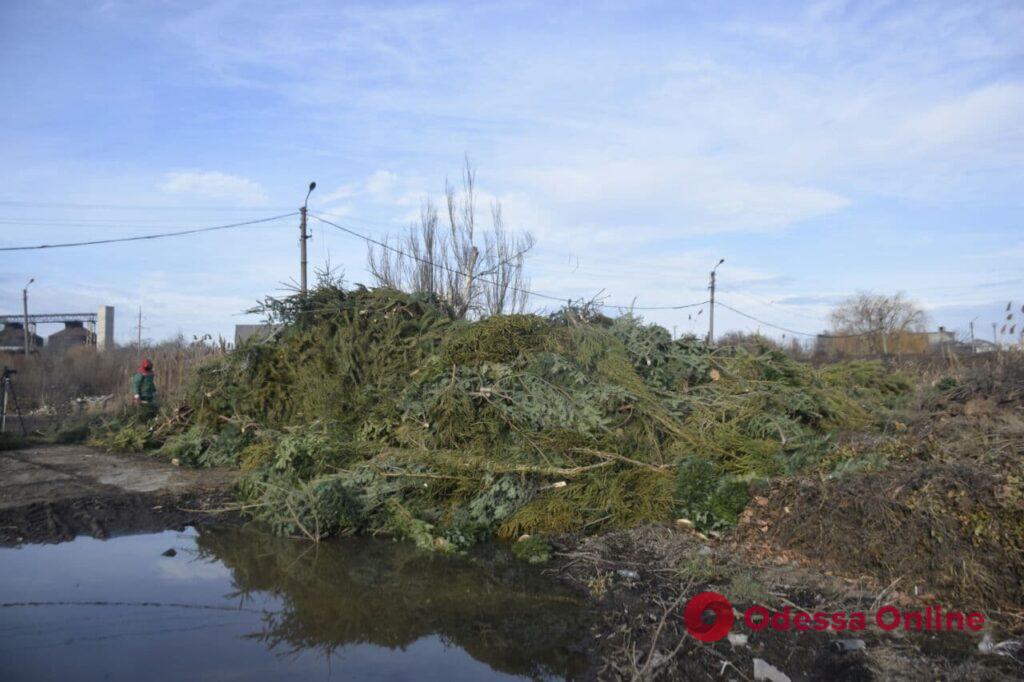 В «Горзелентресте» показали, как утилизируют брошенные на улицах Одессы елки