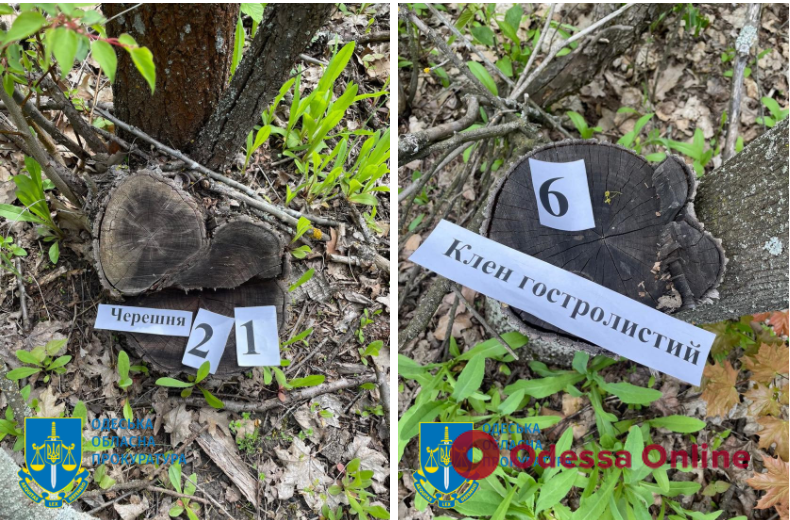 В Одесской области лесник вырубил деревья на 1,2 миллиона гривен: его будут судить