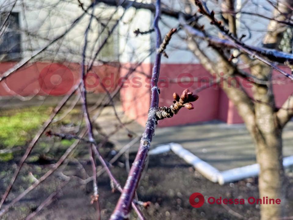 В Одессе в январе на деревьях распустились почки (фото)