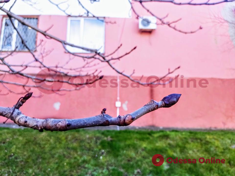 В Одессе в январе на деревьях распустились почки (фото)